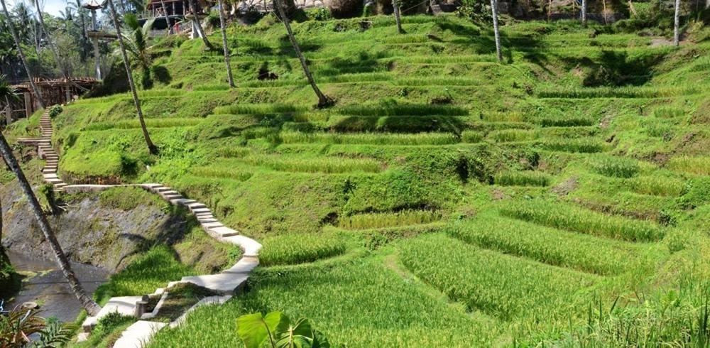 Villa Amrita Ubud Eksteriør billede